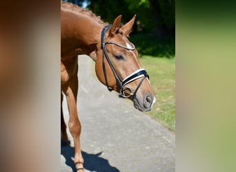 Oldenburg, Gelding, 4 years, 16,3 hh, Chestnut-Red