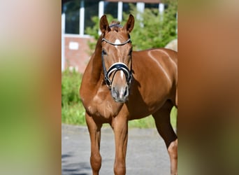 Oldenburg, Gelding, 4 years, 16,3 hh, Chestnut-Red