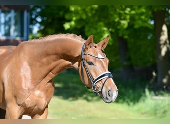 Oldenburg, Gelding, 4 years, 16,3 hh, Chestnut-Red