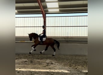 Oldenburg, Gelding, 4 years, 17.1 hh, Bay-Dark