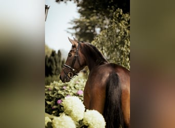 Oldenburg, Gelding, 4 years, 17.1 hh, Bay-Dark