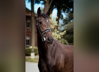 Oldenburg, Gelding, 4 years, 17.1 hh, Bay-Dark