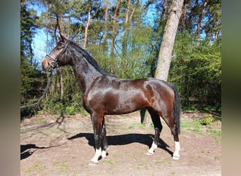 Oldenburg, Gelding, 4 years, 17.1 hh, Bay-Dark