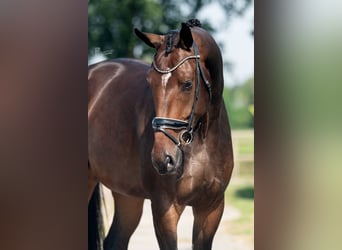 Oldenburg, Gelding, 4 years, 17.1 hh, Brown