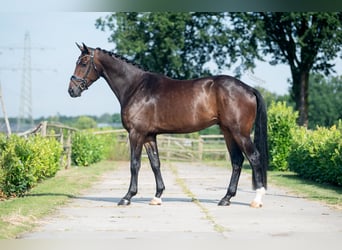 Oldenburg, Gelding, 4 years, 17.1 hh, Brown