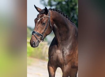 Oldenburg, Gelding, 4 years, 17.1 hh, Brown