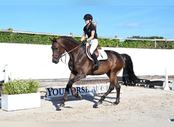 Oldenburg, Gelding, 4 years, 17.1 hh, Brown
