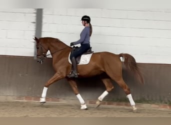 Oldenburg, Gelding, 4 years, 17.1 hh, Chestnut-Red