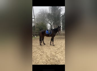 Oldenburg, Gelding, 4 years, 17,2 hh, Bay-Dark