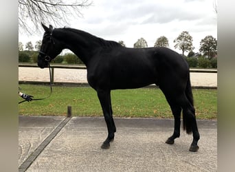 Oldenburg, Gelding, 4 years, 17.2 hh, Black