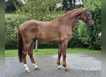 Oldenburg, Gelding, 4 years, 17,2 hh, Chestnut-Red