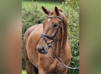 Oldenburg, Gelding, 4 years, 17,2 hh, Chestnut-Red