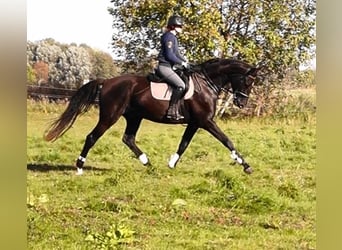 Oldenburger, Wallach, 4 Jahre, 17,2 hh, Schwarzbrauner