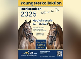 Oldenburg, Gelding, 4 years, 17 hh, Bay-Dark