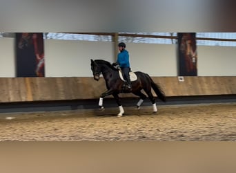 Oldenburg, Gelding, 4 years, 17 hh, Bay-Dark