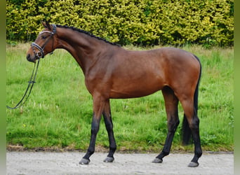 Oldenburg, Gelding, 4 years, 17 hh, Bay-Dark