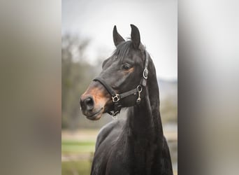 Oldenburg, Gelding, 4 years, 17 hh, Bay-Dark