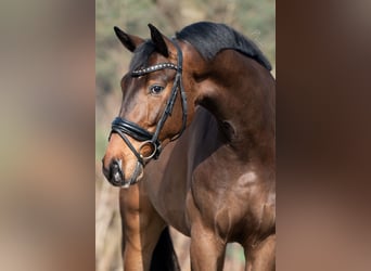 Oldenburg, Gelding, 4 years, 17 hh, Bay-Dark