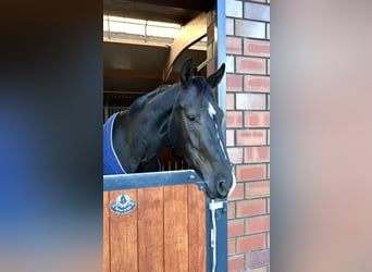 Oldenburg, Gelding, 4 years, 17 hh, Black