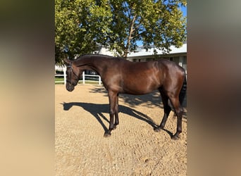 Oldenburg, Gelding, 4 years, 17 hh, Black