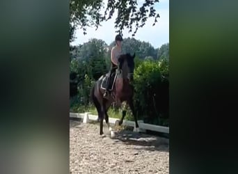 Oldenburg, Gelding, 4 years, 17 hh, Black