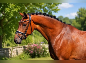 Oldenburg, Gelding, 4 years, 17 hh, Brown