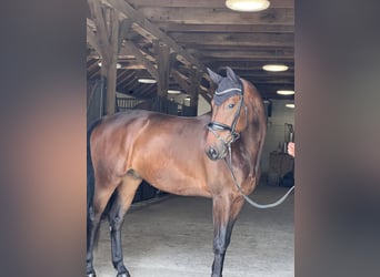 Oldenburg, Gelding, 4 years, 17 hh, Brown