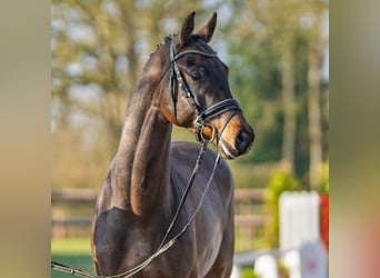 Oldenburg, Gelding, 4 years, 17 hh, Brown