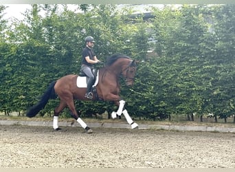 Oldenburg, Gelding, 4 years, 17 hh, Brown