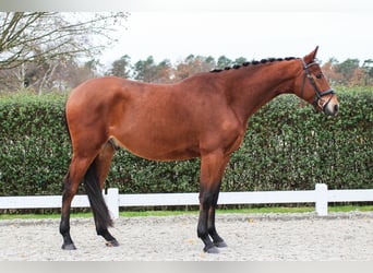 Oldenburg, Gelding, 4 years, 17 hh, Brown