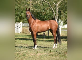 Oldenburg, Gelding, 4 years, 17 hh, Brown