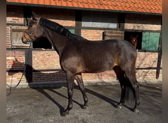 Oldenburg, Gelding, 4 years, 17 hh, Brown