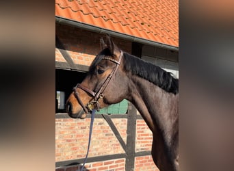 Oldenburg, Gelding, 4 years, 17 hh, Brown