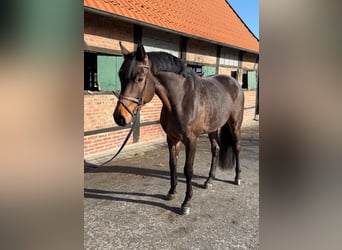 Oldenburg, Gelding, 4 years, 17 hh, Brown