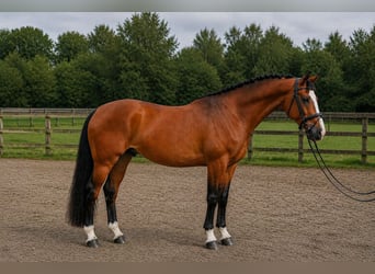Oldenburg, Gelding, 4 years, 17 hh, Brown