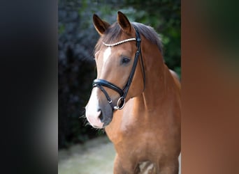 Oldenburg, Gelding, 4 years, 17 hh, Chestnut