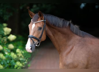 Oldenburg, Gelding, 4 years, 17 hh, Chestnut