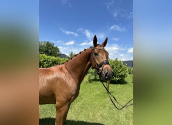 Oldenburg, Gelding, 4 years, 17 hh, Chestnut