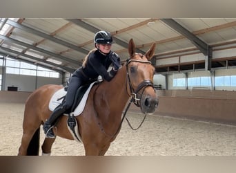 Oldenburg, Gelding, 4 years, 17 hh, Chestnut