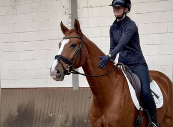 Oldenburg, Gelding, 4 years, 17 hh, Chestnut
