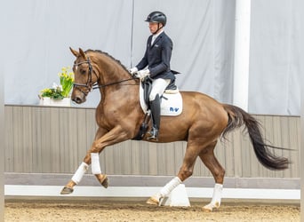 Oldenburg, Gelding, 4 years, 17 hh, Chestnut