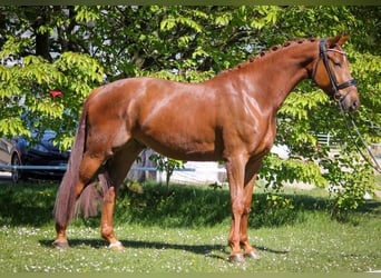 Oldenburg, Gelding, 4 years, 17 hh, Chestnut