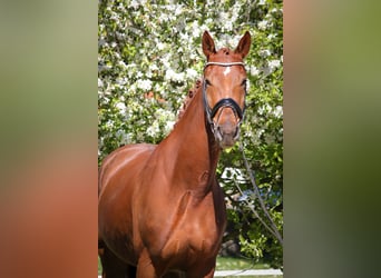 Oldenburg, Gelding, 4 years, 17 hh, Chestnut