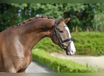 Oldenburg, Gelding, 4 years, 17 hh, Chestnut
