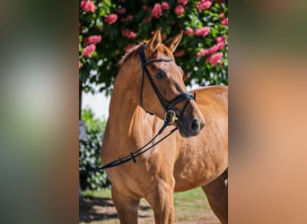 Oldenburg, Gelding, 4 years, 17 hh, Chestnut-Red