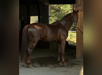 Oldenburg, Gelding, 4 years, 17 hh, Chestnut-Red