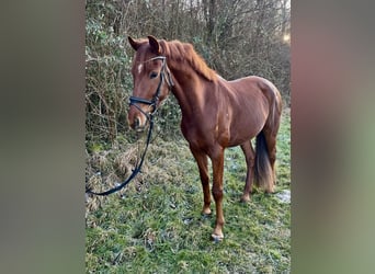 Oldenburg, Gelding, 4 years, 17 hh, Chestnut-Red