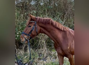 Oldenburg, Gelding, 4 years, 17 hh, Chestnut-Red