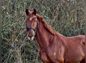 Oldenburg, Gelding, 4 years, 17 hh, Chestnut-Red