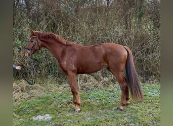 Oldenburg, Gelding, 4 years, 17 hh, Chestnut-Red